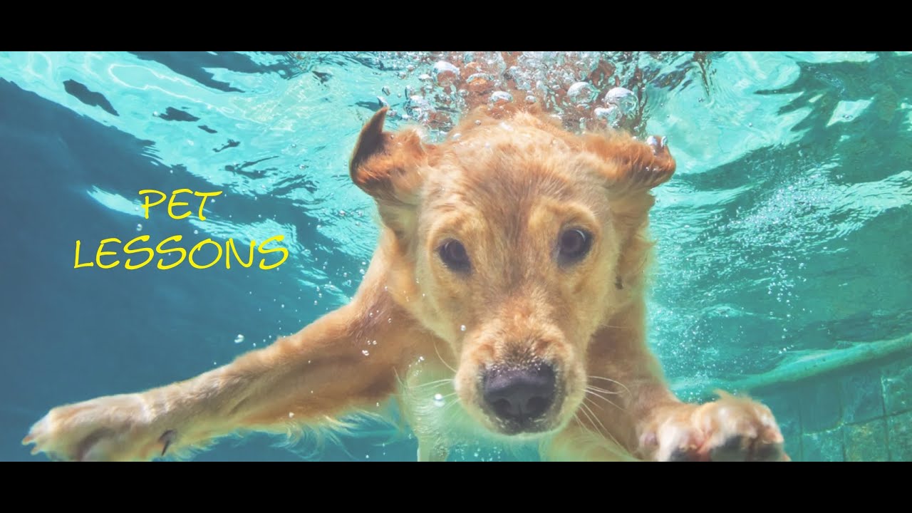 Pet Lessons - Finding the Lost