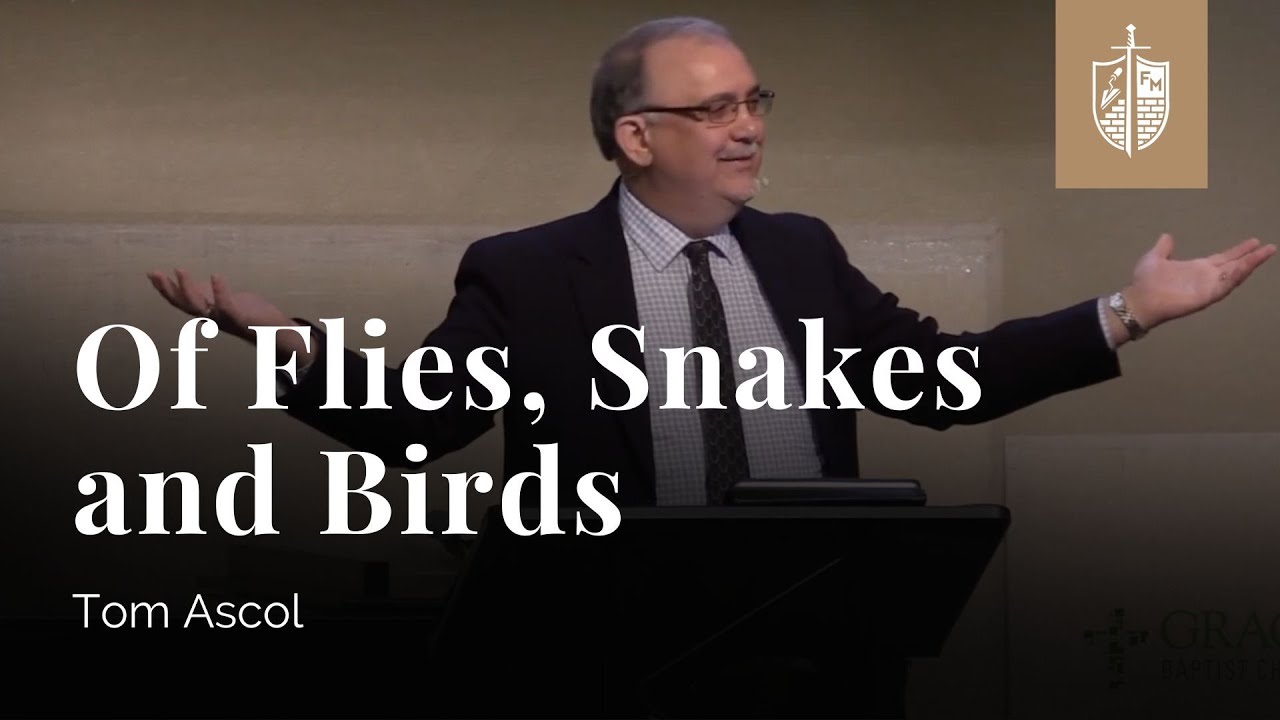 Of Flies, Snakes and Birds - Ecclesiastes 9:13-10:20 | Tom Ascol